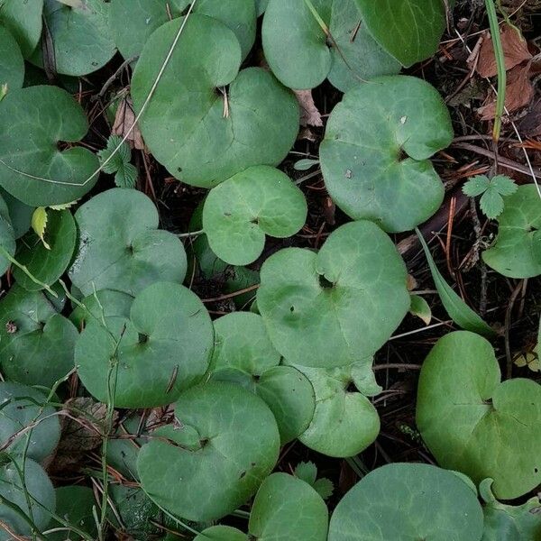 Asarum europaeum Liść