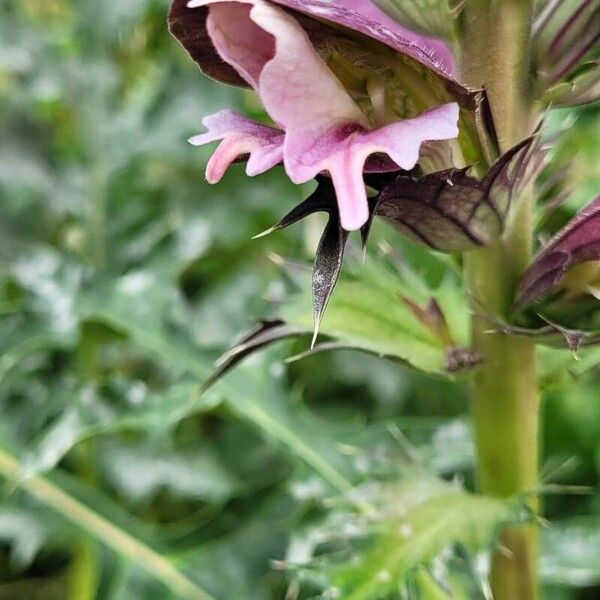 Acanthus spinosus Blüte