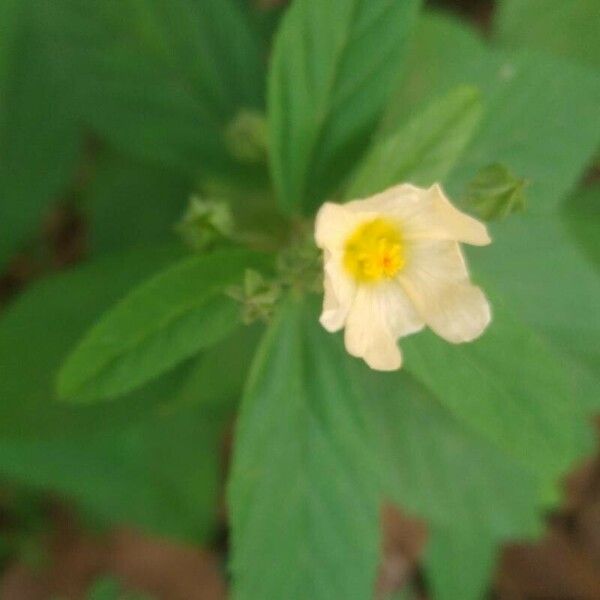 Sida acuta Flower