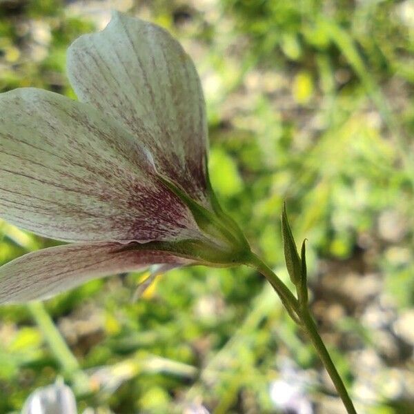 Linum tenuifolium Flower