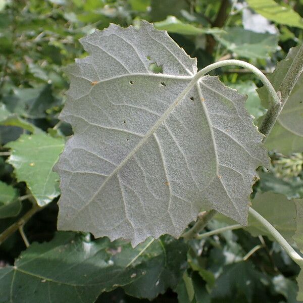 Populus alba Leaf