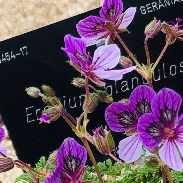 Erodium glandulosum Flower