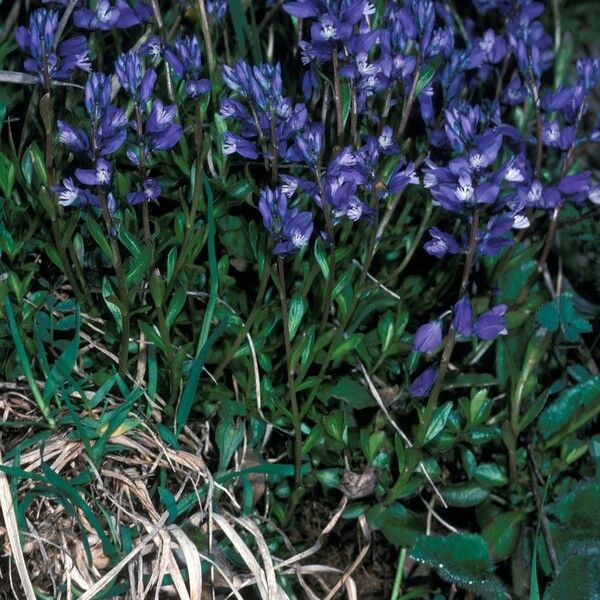 Polygala calcarea Habit