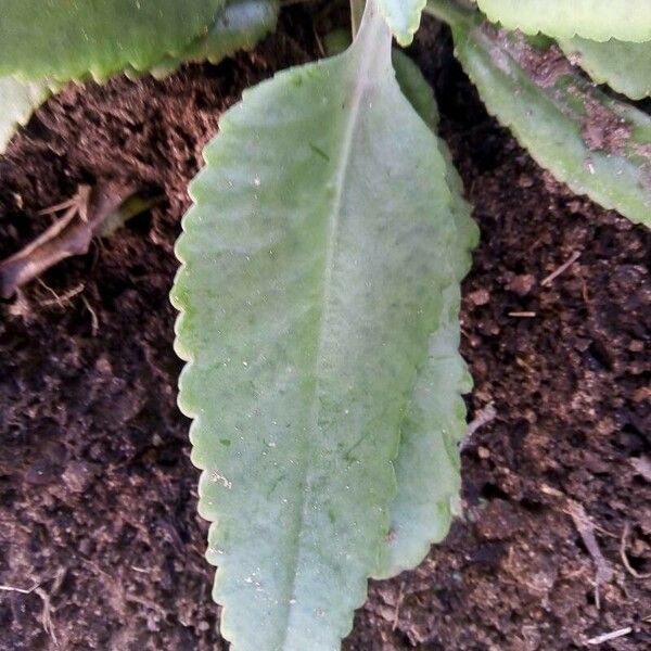 Kalanchoe gastonis-bonnieri 葉