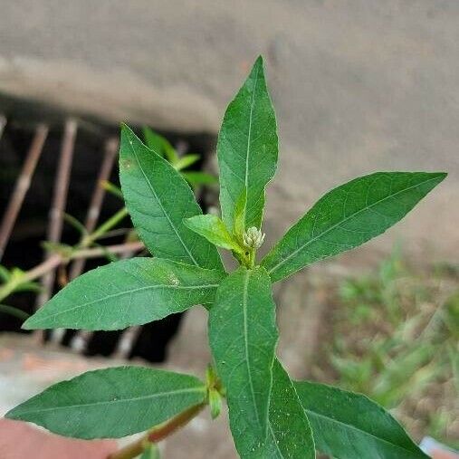 Alternanthera philoxeroides Leaf