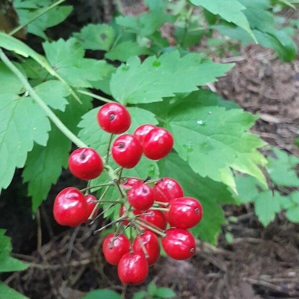 Actaea rubra ফল