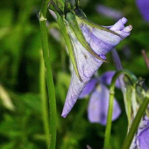 Viola cornuta ফুল
