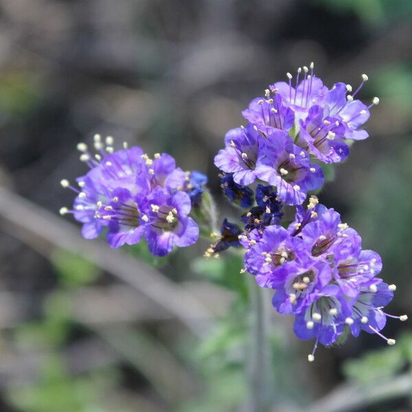 Phacelia congesta Blüte