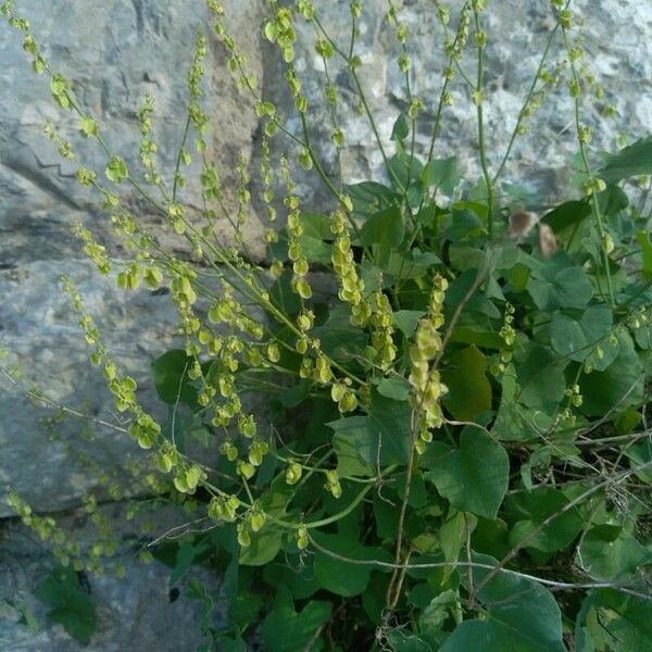 Rumex scutatus ᱥᱟᱠᱟᱢ