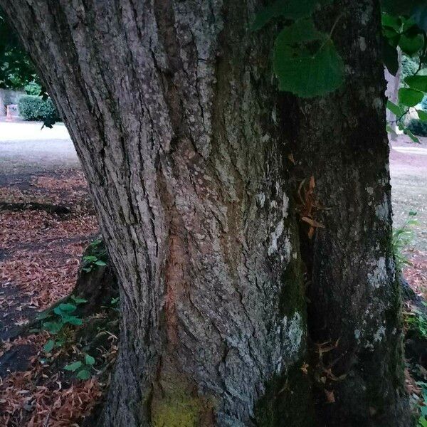 Tilia platyphyllos Corteza