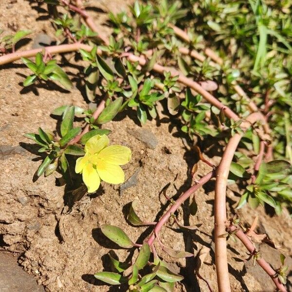 Ludwigia adscendens Blüte