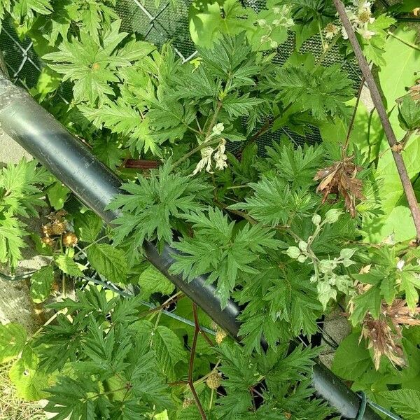 Rubus nemoralis Leaf