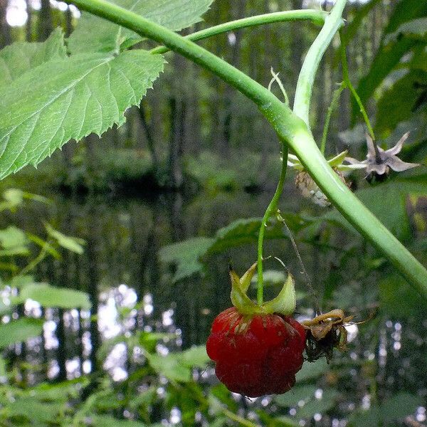 Rubus idaeus Fruit