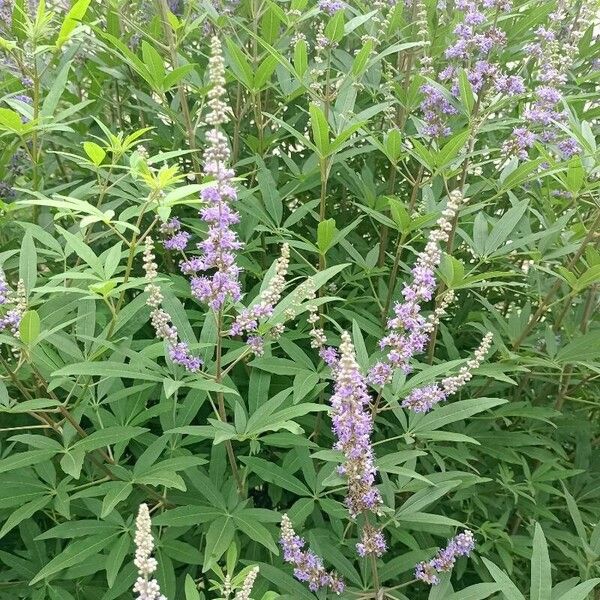 Vitex agnus-castus Flower