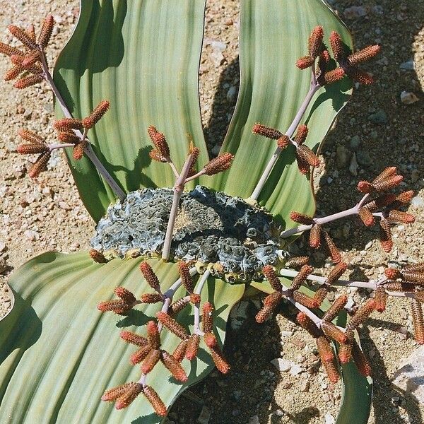 Welwitschia mirabilis 花