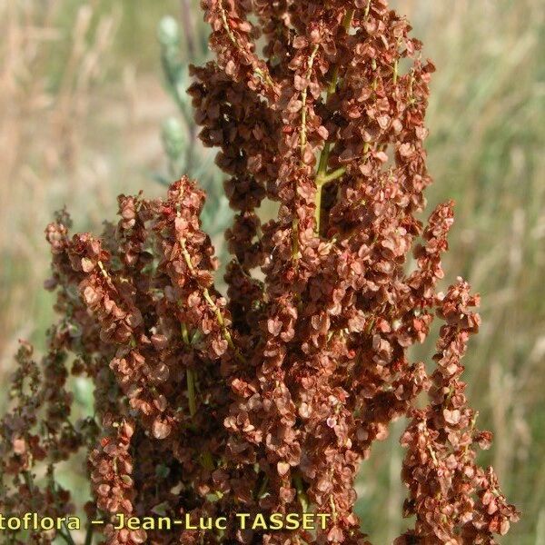 Rumex rugosus Meyve