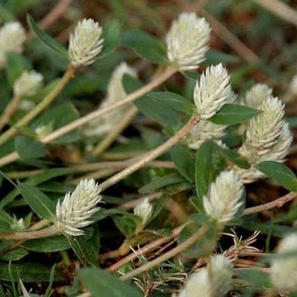 Gomphrena serrata Květ