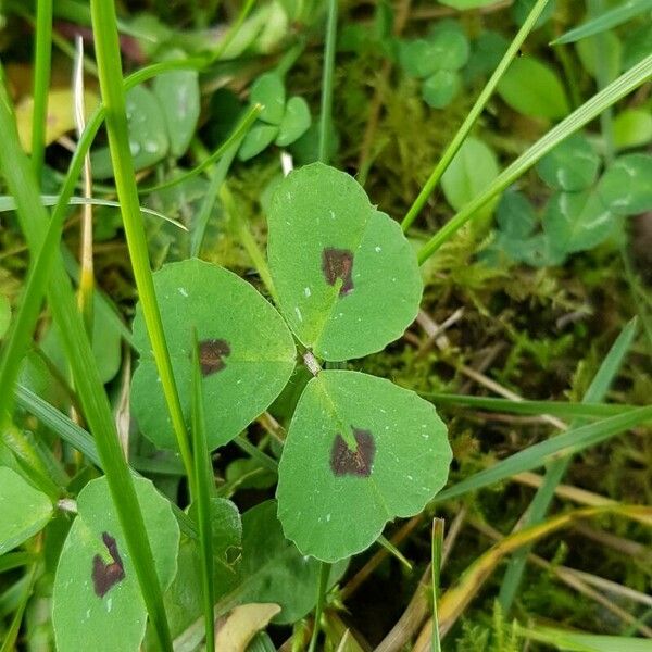 Medicago arabica Φύλλο