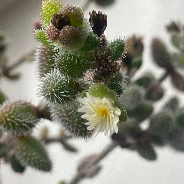 Delosperma echinatum 花