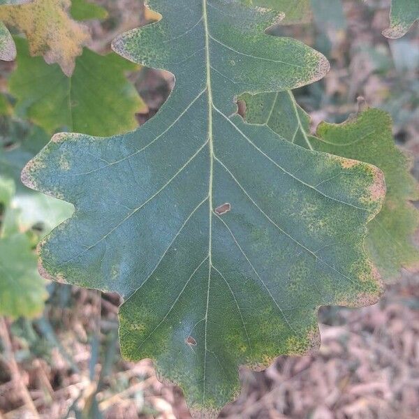 Quercus macrocarpa Folha