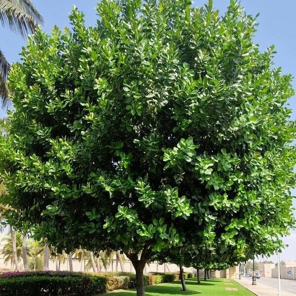 Calophyllum inophyllum Natur