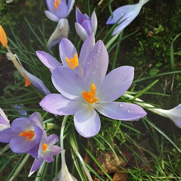 Crocus versicolor Цвят