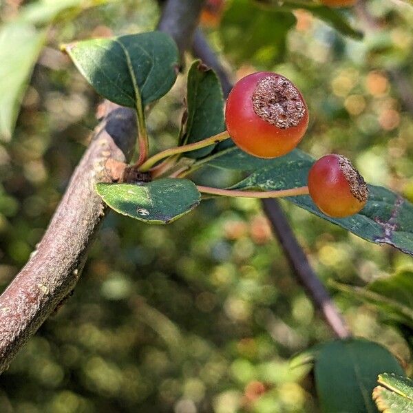 Malus toringo Fruit