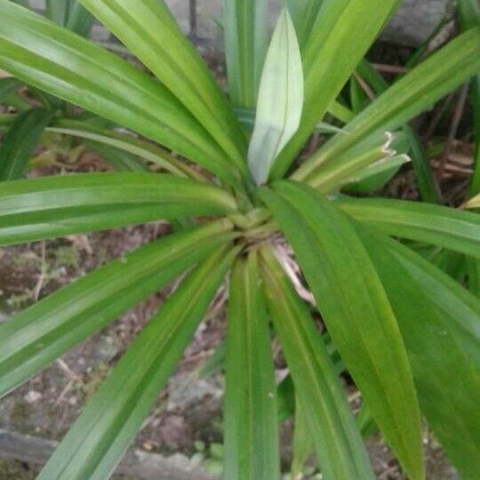 Pandanus purpurascens Лист