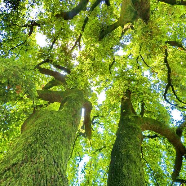 Quercus ilex Habitatea