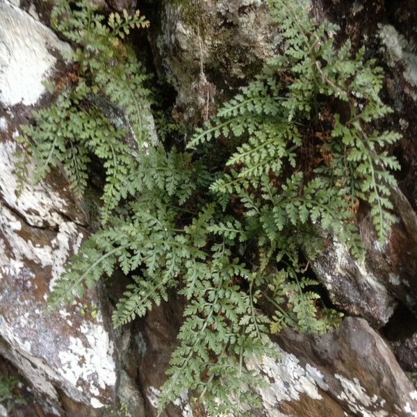 Asplenium montanum Συνήθη χαρακτηριστικά