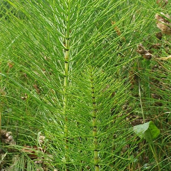 Equisetum telmateia Агульны выгляд