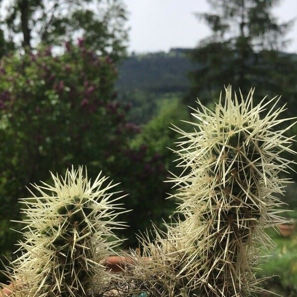 Cylindropuntia bigelovii Leaf