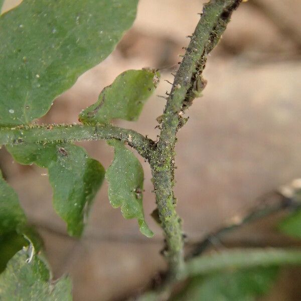 Arthropteris palisotii Blatt