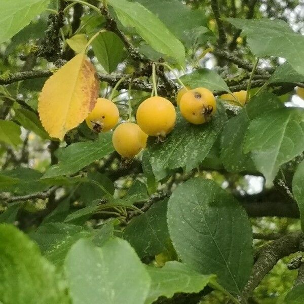 Malus prunifolia Plod