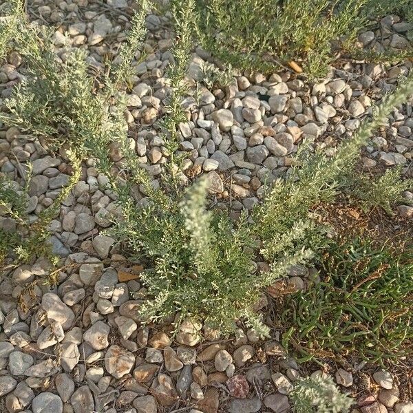 Artemisia maritima 叶