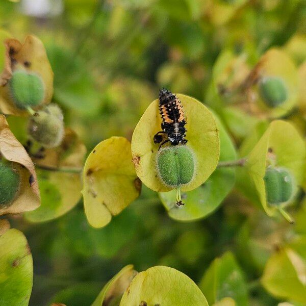 Euphorbia esula 果実