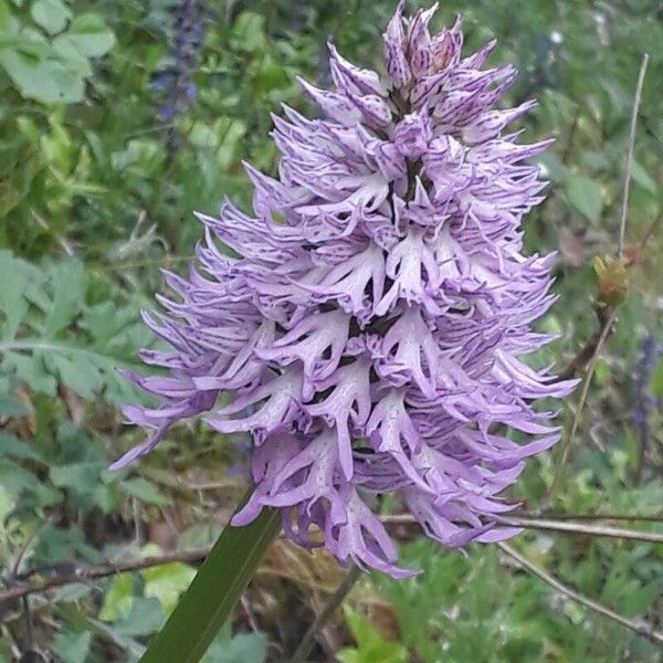 Orchis italica Flor