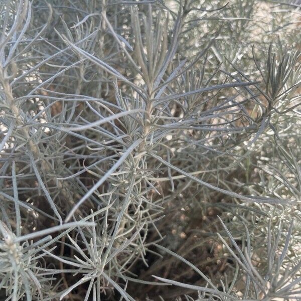 Artemisia filifolia Flower