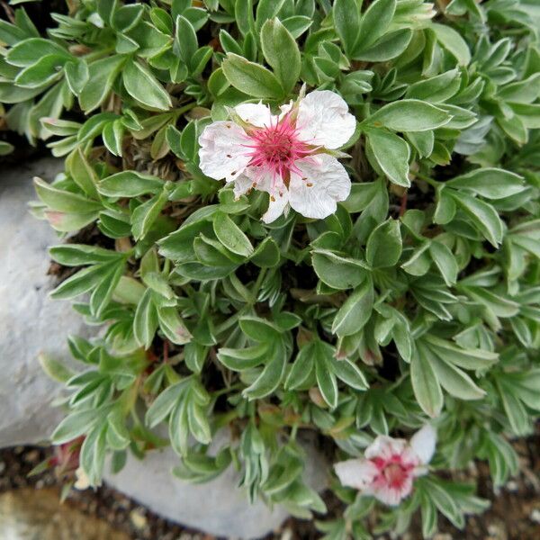 Potentilla nitida Φύλλο