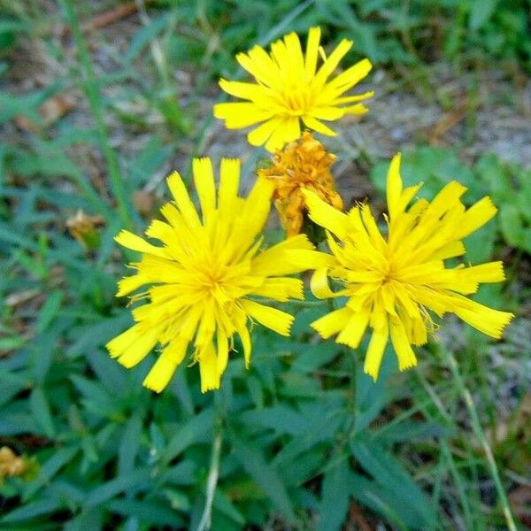 Hieracium sabaudum Kukka