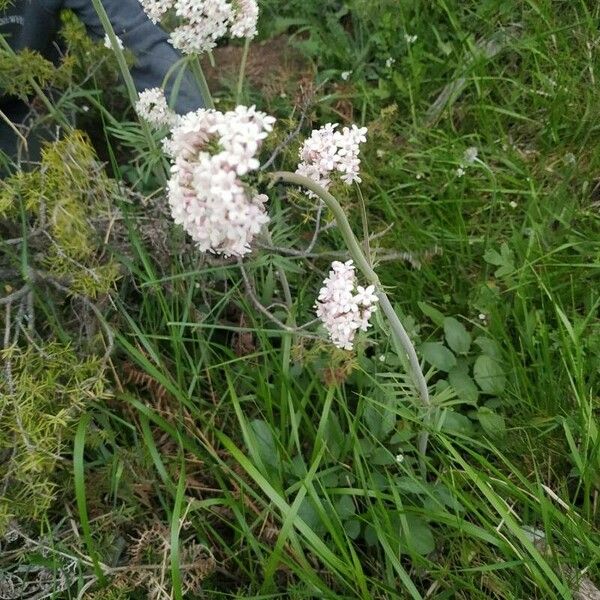 Valeriana dioica Flower