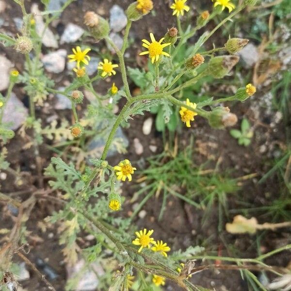 Senecio viscosus Blomma