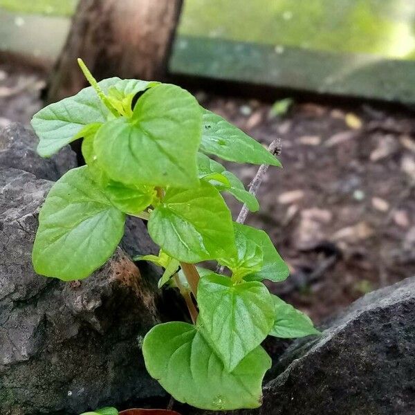 Peperomia pellucida Folha