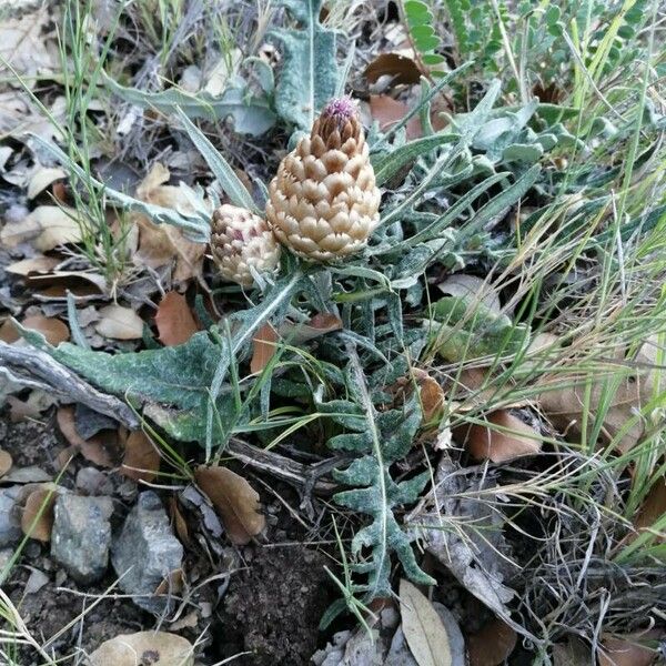 Rhaponticum coniferum 花