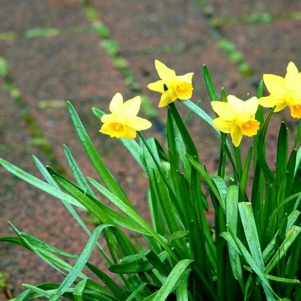 Narcissus jonquilla Frunză