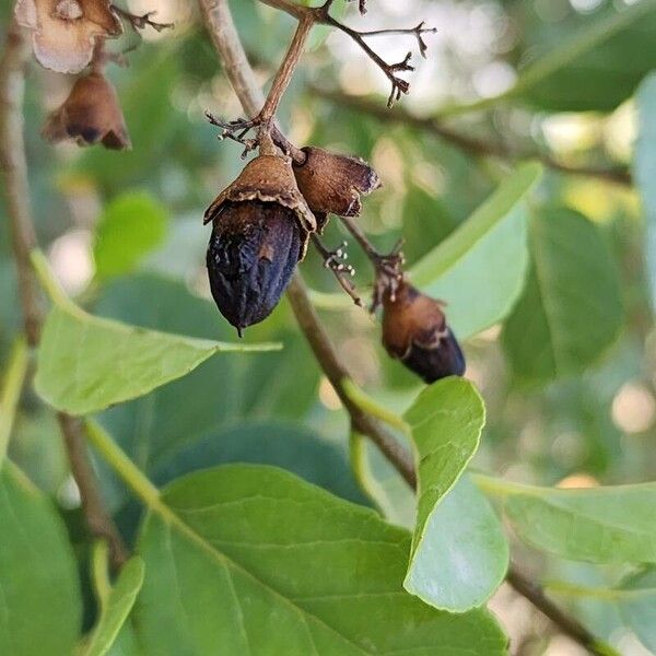 Cordia dichotoma 果実