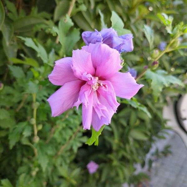 Hibiscus syriacus Õis