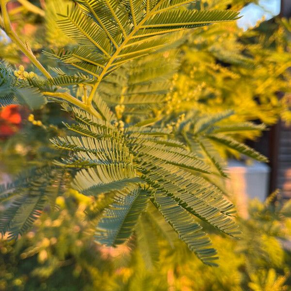 Acacia decurrens ഇല