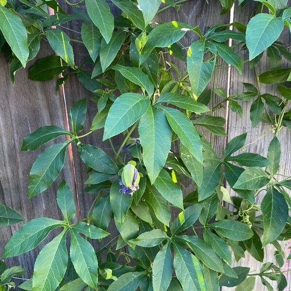 Passiflora incarnata Fuelha