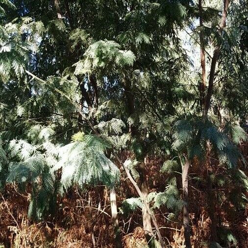 Acacia dealbata Habit